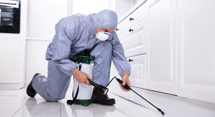 Pest Control Inspection